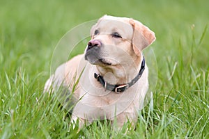 Labrador retriever dog resting in the green grass