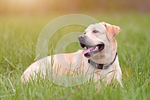 Labrador retriever dog resting in the green grass