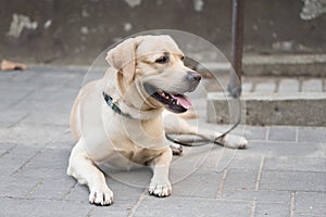 Labrador retriever dog resting in the street and waiting for his owner