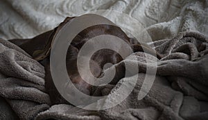 Labrador retriever dog sleeping at home on the sofa covered with a blanket