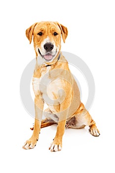 Labrador Retriever Dog Smiling photo