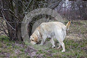Labrador retriever dog sniffing grass and looking for tracks near old sick tree
