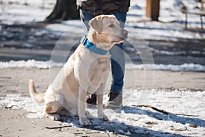 Labrador retriever dog is the snow