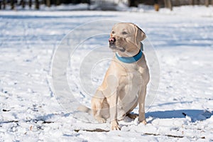 Labrador retriever dog is the snow