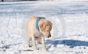 Labrador retriever dog is the snow