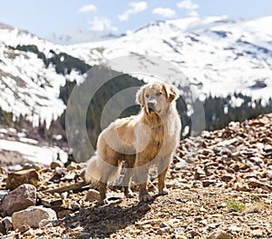 Labrador Retriever Dog in Colorado Mountains