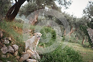 Labrador Retriever dog surveys the grove from a stony outcrop, poised and observant.