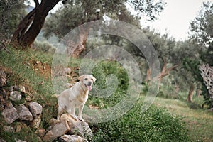 Labrador Retriever dog surveys the grove from a stony outcrop, poised and observant. photo