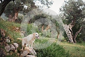 Labrador Retriever dog surveys the grove from a stony outcrop, poised and observant. photo