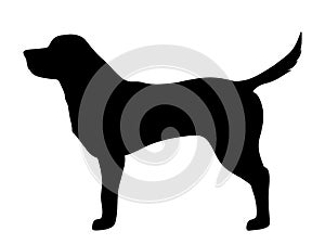 Labrador retriever dog. Vector black silhouette.