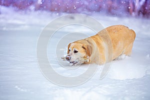 Labrador retriever dog walks in deep snow
