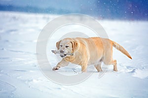 Labrador retriever dog walks through the snow