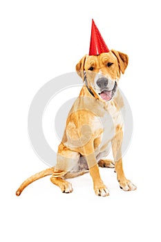 Labrador Retriever Dog Wearing Birthday Hat