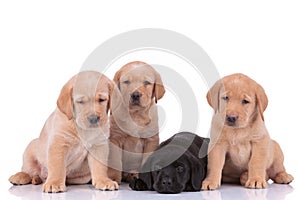 Labrador retriever dogs looking away and resting head pensive