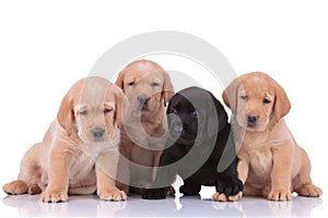 Labrador retriever dogs sitting and looking away sad