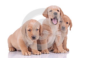 Labrador retriever dogs yawning and cuddling sad