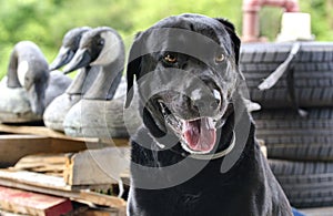 Labrador Retriever duck hunting dog with Canada Goose Decoys photo