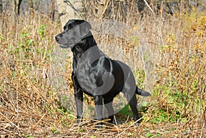 Labrador retriever in the field