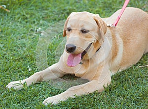 Labrador Retriever on Fresh Green Grass