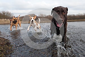 Labrador Retriever and friends