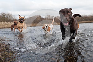 Labrador Retriever and friends