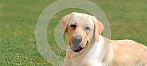 Labrador Retriever on grass