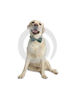 Labrador retriever with green bow tie on background. St. Patrick`s day