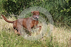 Labrador retriever hunting