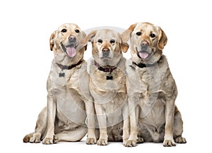 Labrador Retriever isolated on white