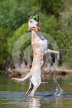 Labrador retriever jumping in a lake to catch a ball