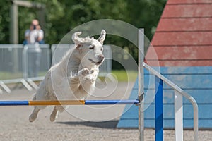 Labrador Retriever jumping over an agility hurdle on dog agility course