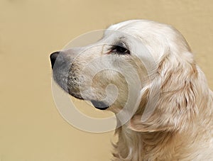 Labrador retriever, Labrador retriever portrait close up, head crop, labrador in brown cream background looking straight