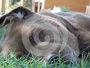 Labrador retriever laying on grass