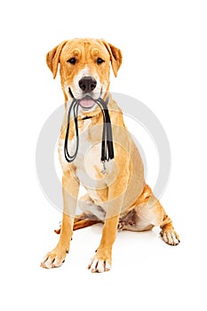 Labrador Retriever With Leash in Mouth