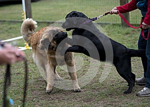 Labrador Retriever and Leonberger Dogs
