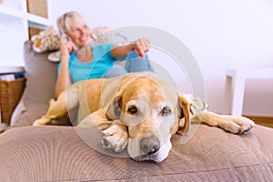 Labrador retriever lies on a seating furniture while a mature woman is phoning in the background