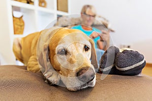 Labrador retriever lies on a seating furniture with a phoning woman in background