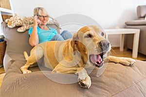 Labrador retriever lies on a seating furniture with a phoning woman in background