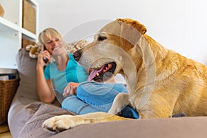 Labrador retriever lies on a seating furniture with a phoning woman in background