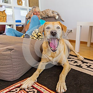 Labrador retriever lies on a seating furniture with a phoning woman in background