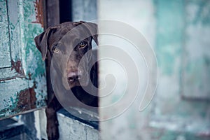 Labrador retriever looking like use the eye appeal to his owner