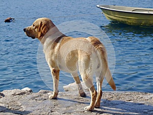 Labrador retriever looking at the sea