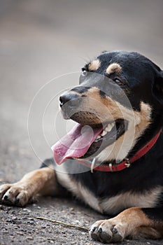 Labrador Retriever lying down