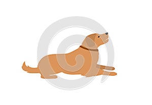 Labrador retriever lying down isolated