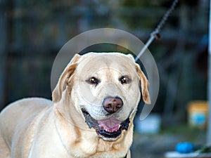Labrador retriever lying on the floor