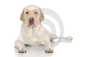 Labrador retriever lying