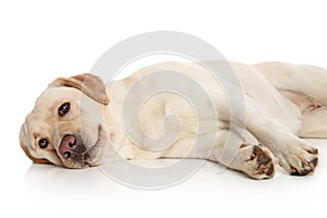 Labrador retriever lying on white background