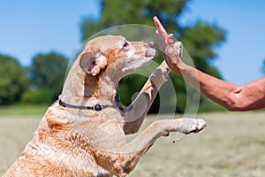 Labrador Retriever makes High Five