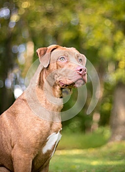 A Labrador Retriever mixed breed dog