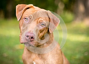 A Labrador Retriever mixed breed dog with a head tilt